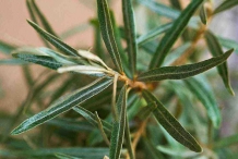 Sea-buckthorn-leaves