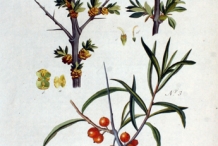 Sea-buckthorn-plant-illustration