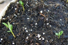 Sea-buckthorn-seedlings