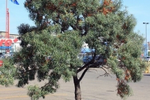 Sea-buckthorn-tree
