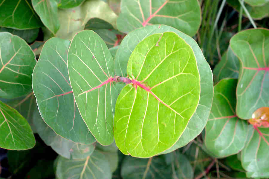 Leaves-of-Sea-Grape