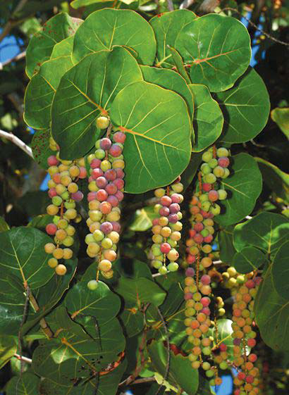 Mature-fruits-on-the-tree