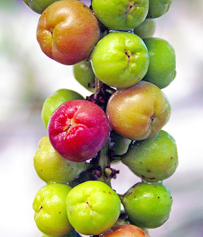 Maturing-fruits