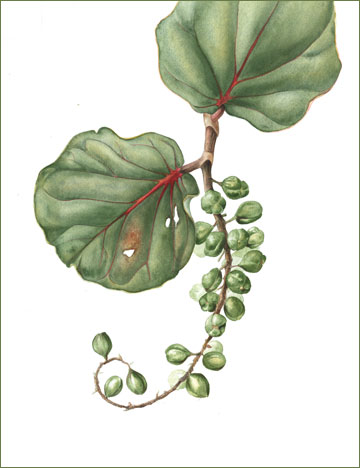 Sea-grape-Plant-Illustration