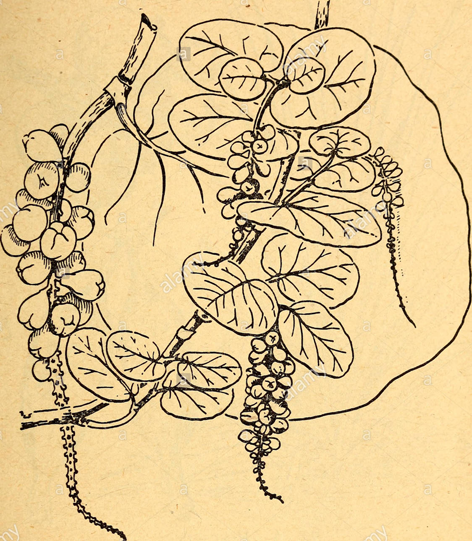 Sea-grapes-plant-sketch