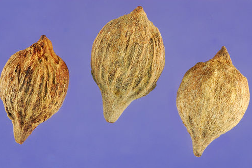 Seeds-of-Sea-Grape