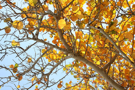 Yellow-leaves-of-Sea-Grape