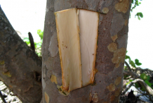 Bark-of-Sea-Grape