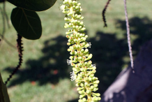Flowering-buds-of-Sea-Grape