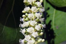 Flowers-of-Sea-Grape