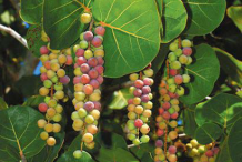 Mature-fruits-on-the-tree