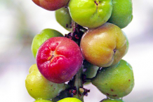 Maturing-fruits