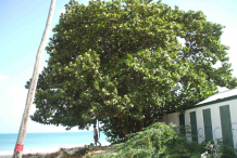 Sea-Grape-tree