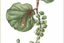 Sea-grape-Plant-Illustration
