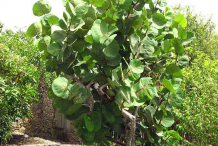 Small-Sea-Grape-plant