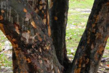 Trunk-of-Sea-Grape-tree