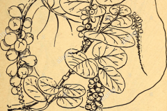 Sea-grapes-plant-sketch