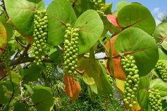 Unripe-fruits-on--the-plant