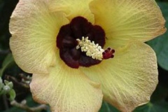Closer-view-of-flower-of-Sea-hibiscus