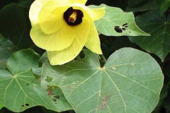 Flower-of-Sea-hibiscus