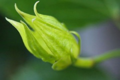 Flowering-bud-of-Sea-hibiscus