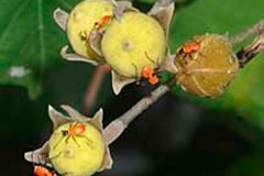 Immature-fruits-of-Sea-hibiscus
