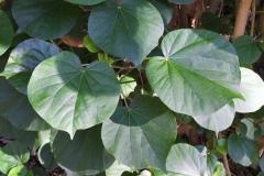 Leaves-of-Sea-hibiscus