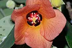 Mature-Flower-before-fall