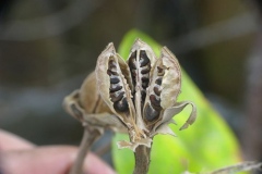 Mature-fruit-of-Sea-hibiscus-showing-seeds