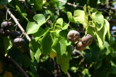 Mature-fruits-of-Sea-hibiscus-on-the-plant