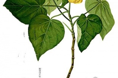 Plant-Illustration-of-Sea-hibiscus