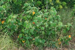 Sea-hibiscus-Plant-growing-wild
