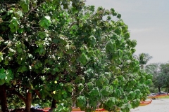 Sea-hibiscus-plant