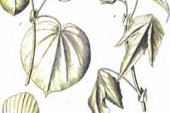 Sketch-of-Sea-hibiscus