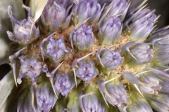 Closer-view-of-flowers-of-Sea-Holly