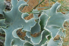 Closer-view-of-leaves-of Sea Holly