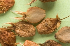 Closer-view-of-seeds-of-Sea-Holly