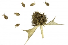Dried-fruit-and-seeds-of-Sea-Holly