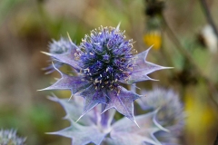 Flower-of-Sea-Holly