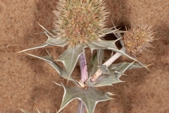 Fruit-of-Sea-Holly