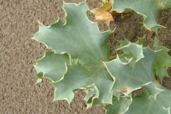 Leaves-of-Sea-Holly