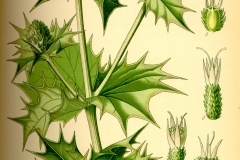 Plant-Illustration-of-Sea-Holly