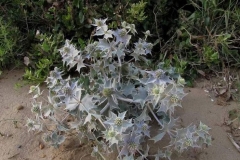 Sea-Holly-Plant