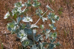 Sea-Holly-growing-wild