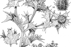 Sketch of Sea-Holly