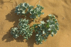 Small-Sea-Holly-plant