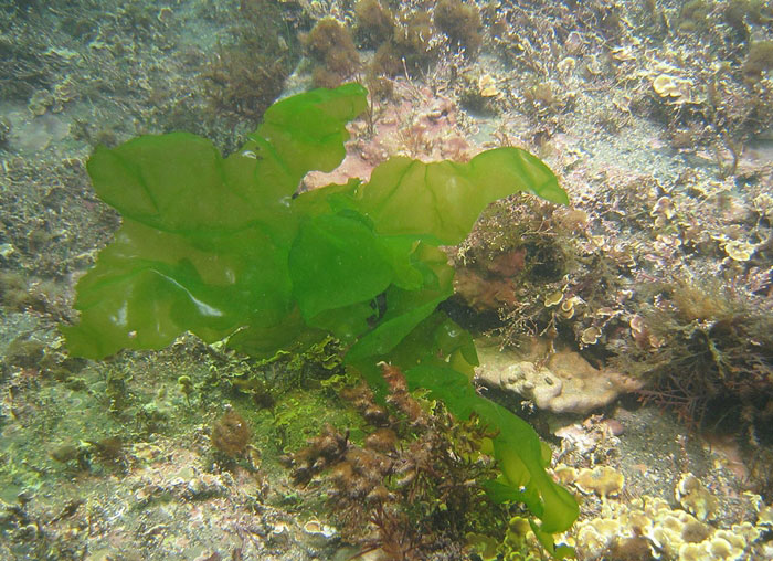 Sea-lettuce-underwater