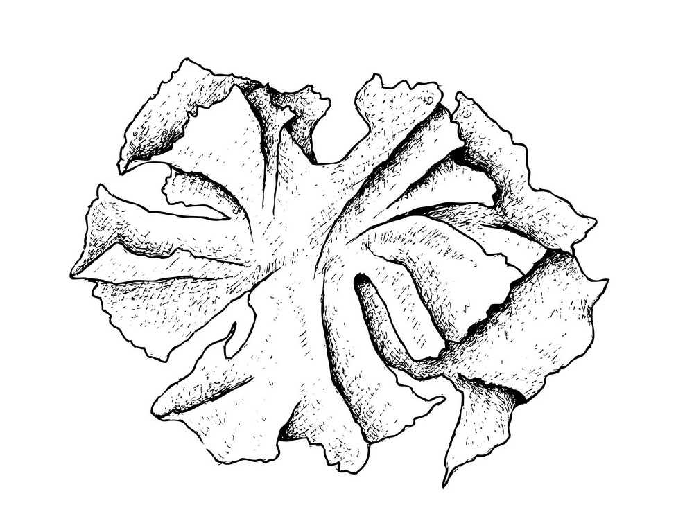 Sketch-of-Sea-lettuce