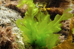 Sea-Lettuce-Plant