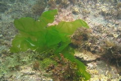 Sea-lettuce-underwater
